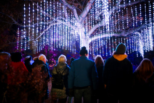 Winter Wonders at Royal Botanical Gardens -event-photo