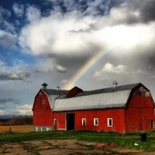 Maple Hill Urban Farm Corn Maze