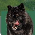 Sleeping With The Wolves (Cedar Meadows Resort) in Timmins - Accommodations, Spas & Campgrounds in  Summer Fun Guide
